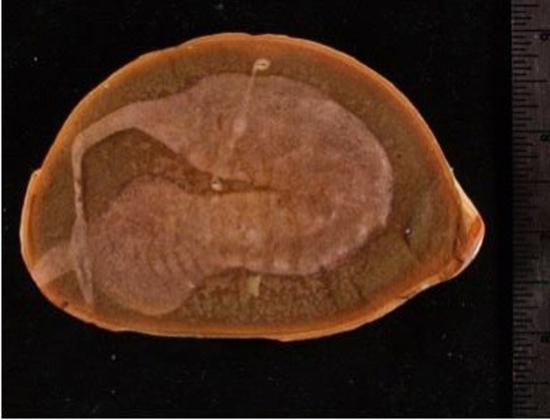 Tullimonstrum gregarium