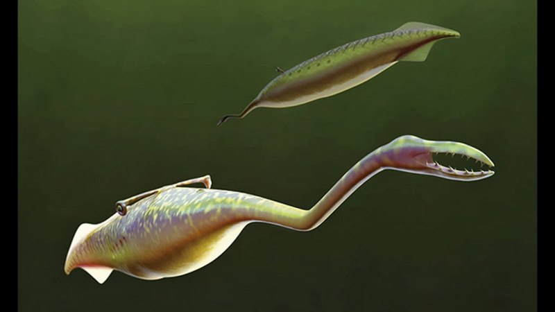 Tullimonstrum gregarium