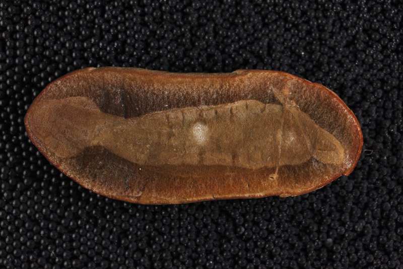 Tullimonstrum gregarium