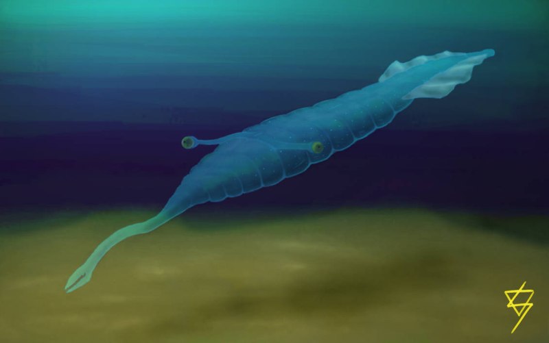Tullimonstrum gregarium