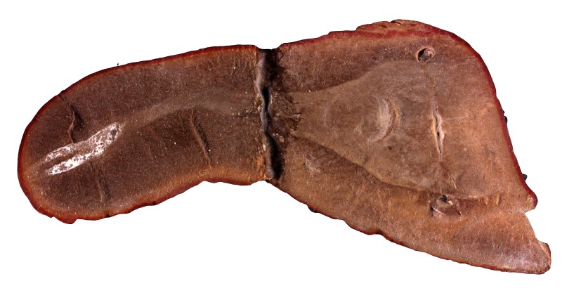 Tullimonstrum gregarium