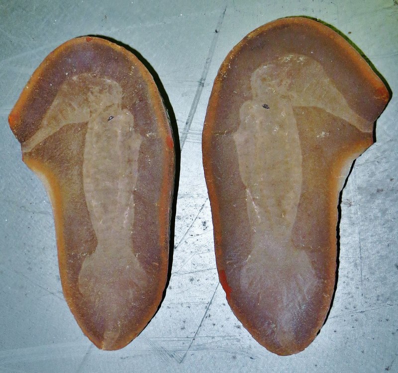 Tullimonstrum gregarium