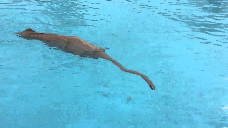 Tully Monster