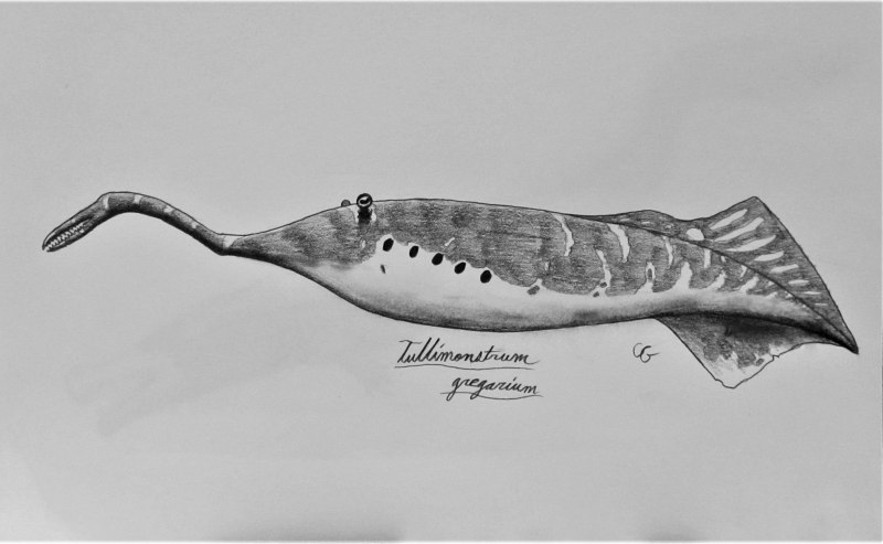 Tullimonstrum gregarium Illinois