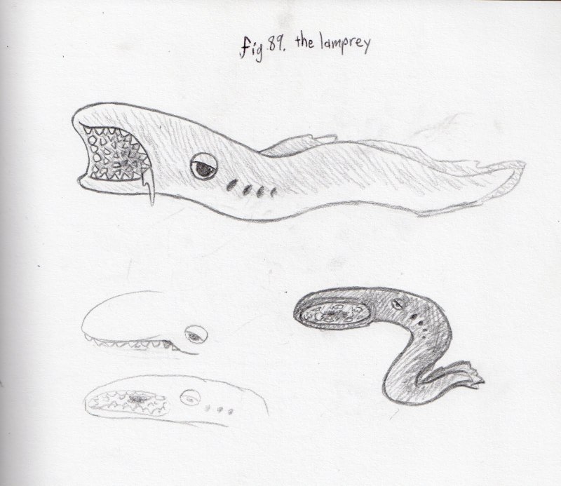 Lamprey АРК