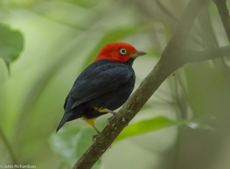Ceratopipra erythrocephala