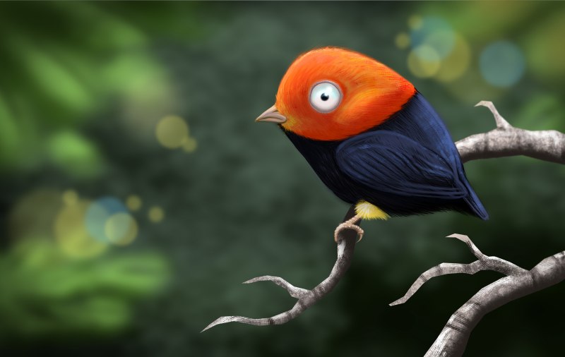 Red capped Manakin