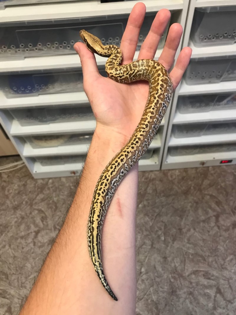 Python brongersmai