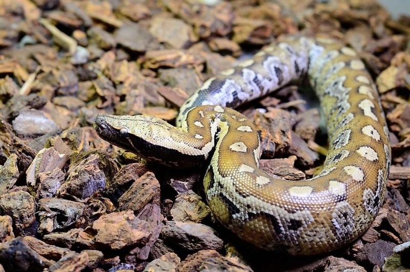 Python Curtus