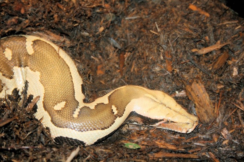 Python Curtus