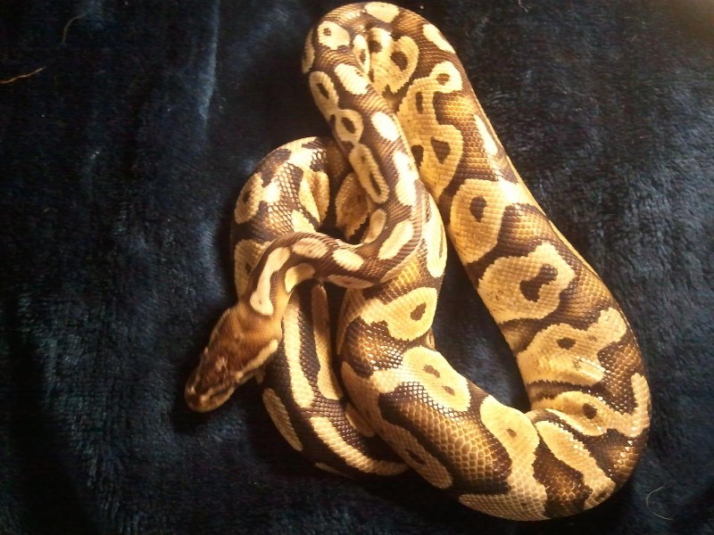 Regius Cinnamon het Piebald