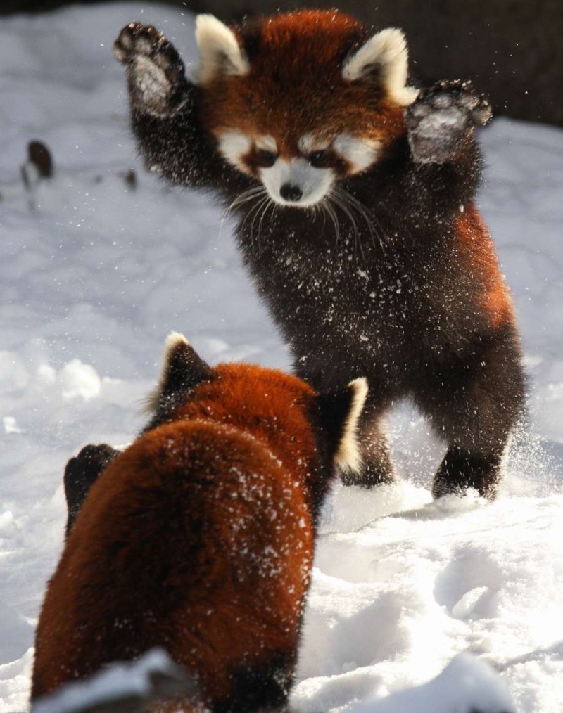 Малая Панда (Ailurus Fulgens