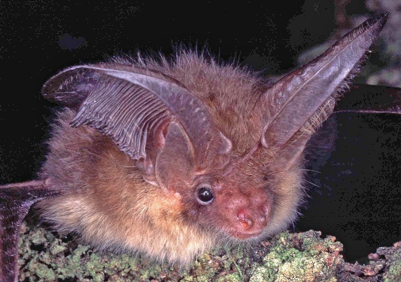 Plecotus auritus Молодняк