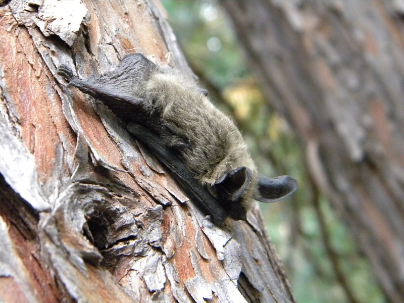 Silver-Tipped Myotis bat