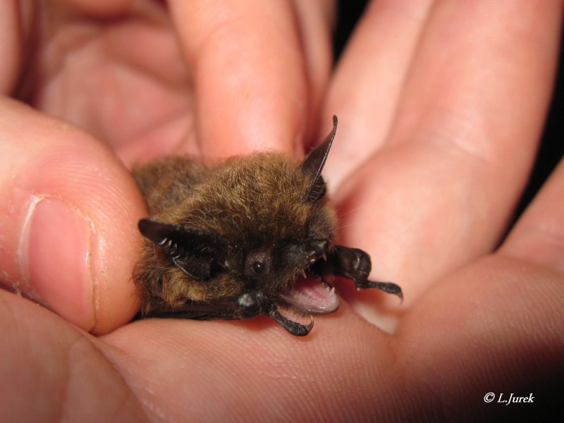 Усатая ночница Myotis mystacinus