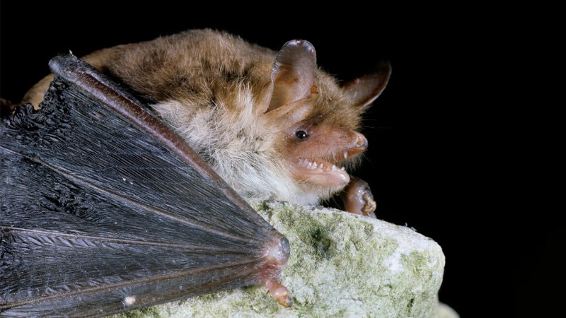 Ночница Наттерера (Myotis nattereri)