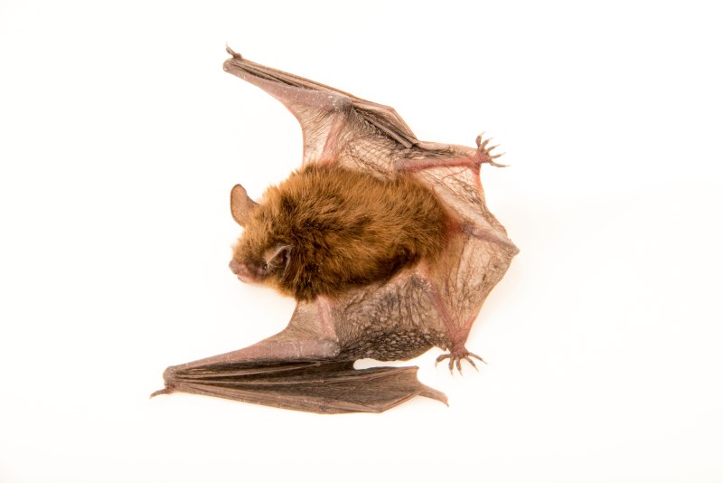 Myotis lucifugus