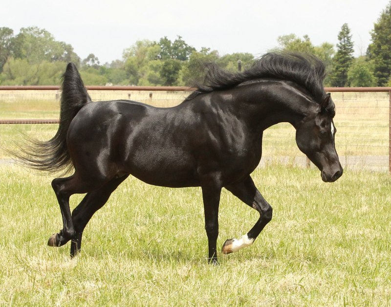 Stallion Horse чёрные