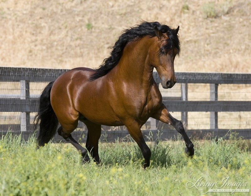 Peruvian paso