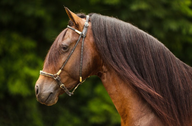 Paso fino Horse