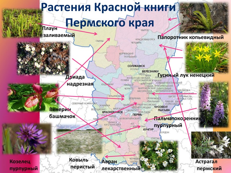 Вымершие растения Пермского края