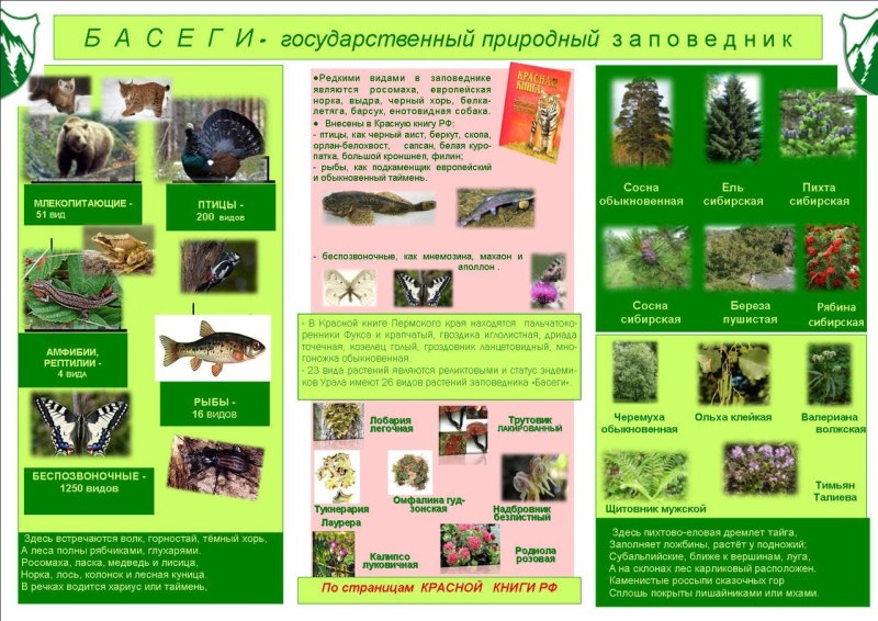 Растения красной книги Пермского края