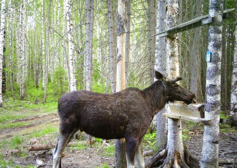Животных Пермского лоси
