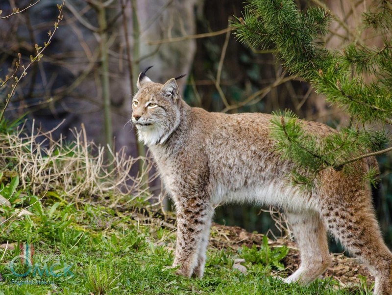 Обыкновенная Рысь Lynx Lynx