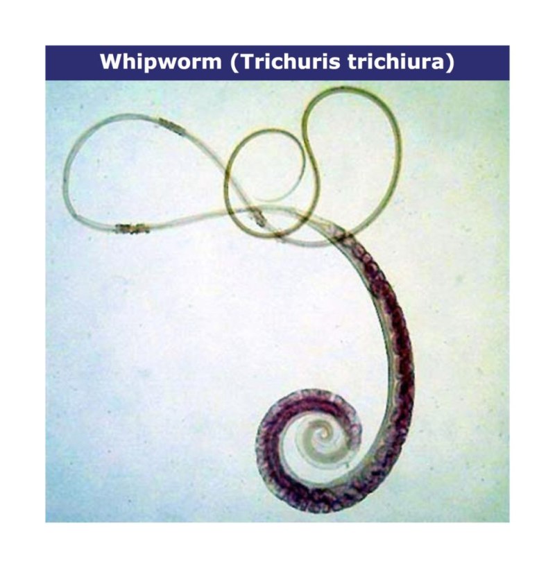 Trichocephalus Trichiurus геогельминт