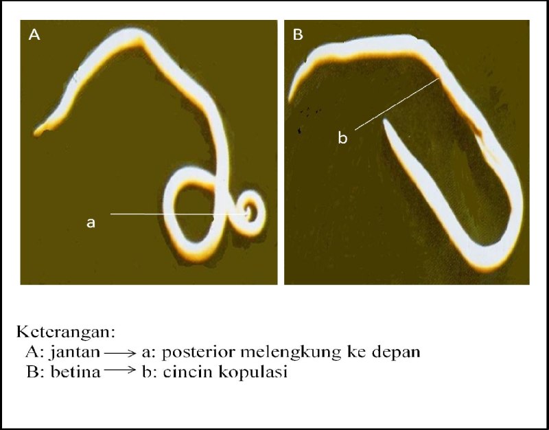 Ascaris lumbricoides, necator americanus и Ancylostoma duodenale.