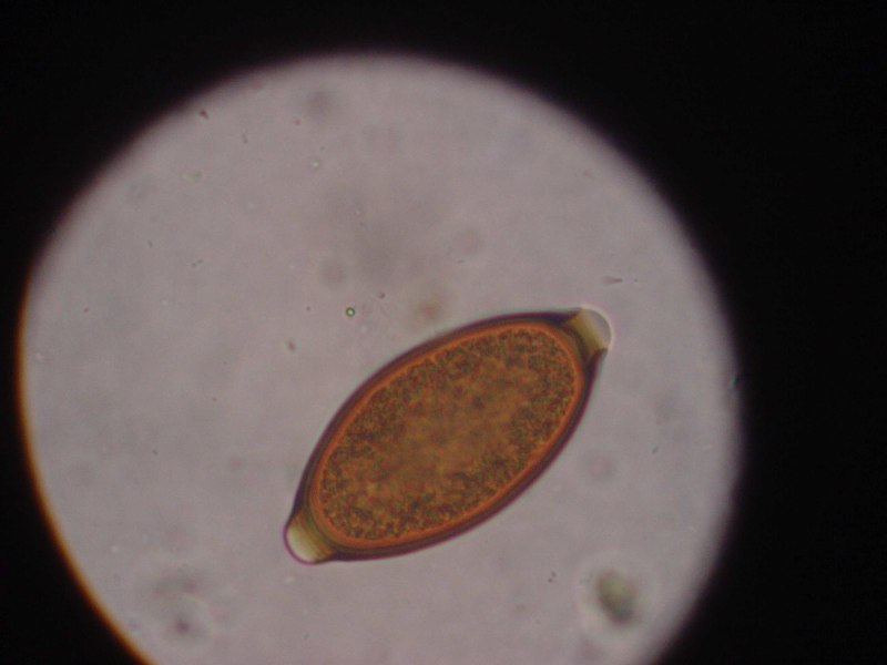 Trichuris Vulpis