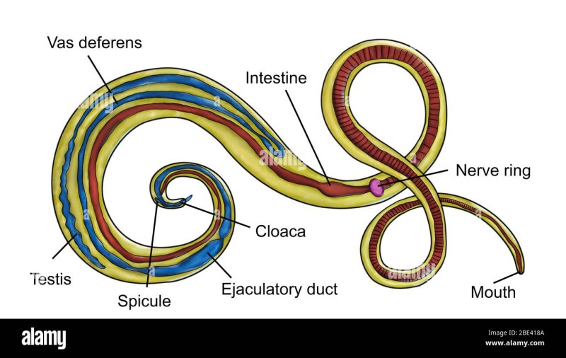 Trichuris trichiura строение