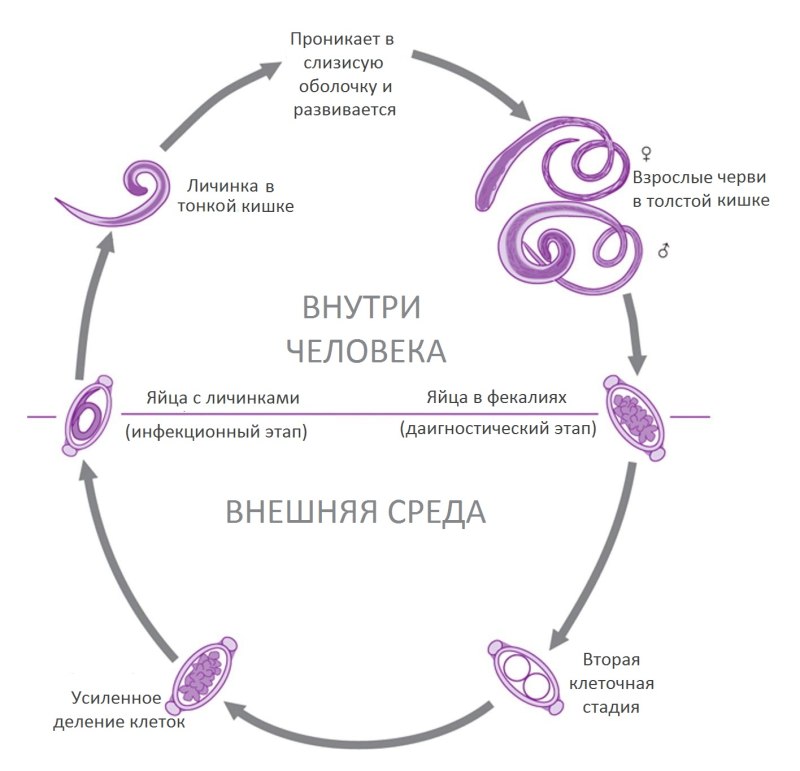 Власоглав человеческий жизненный цикл схема