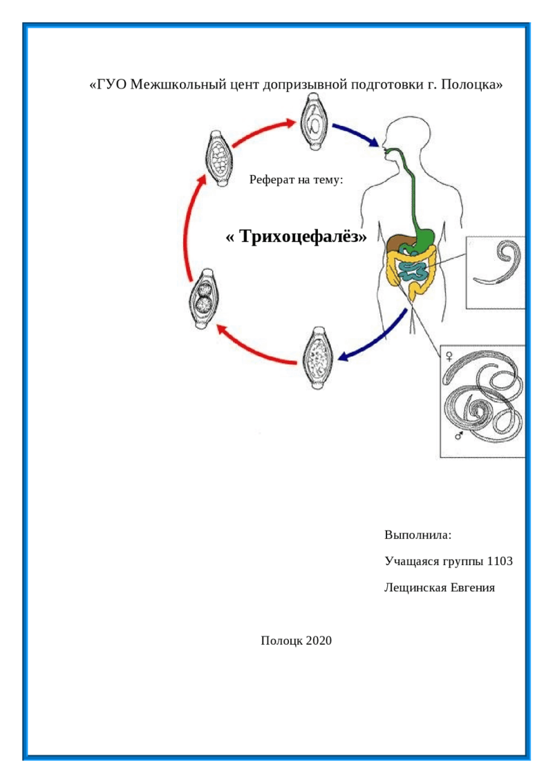 Власоглав человеческий жизненный цикл