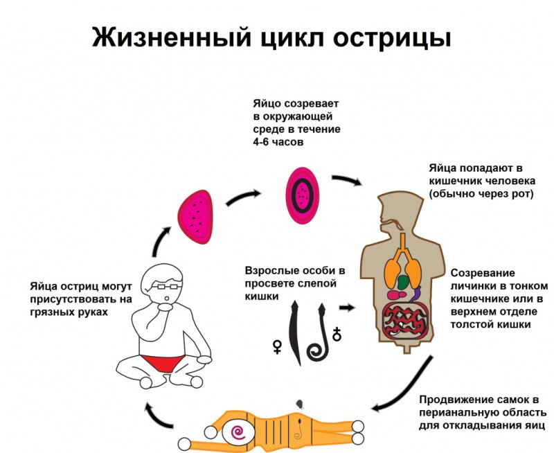 Жизненный цикл острицы схема