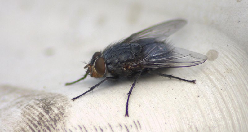 Синяя мясная Муха Calliphora
