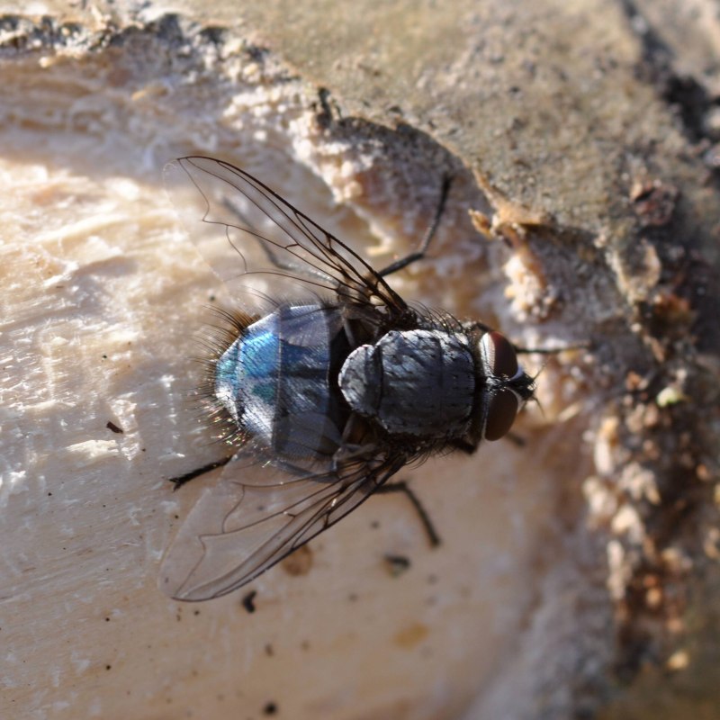 Синяя мясная Муха Calliphora