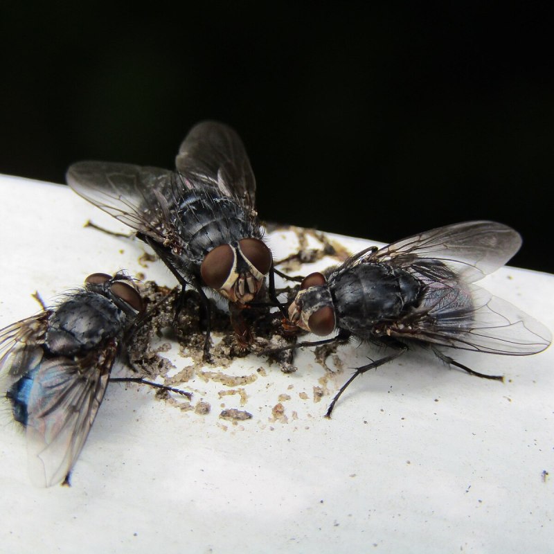 Падальная Муха Calliphora