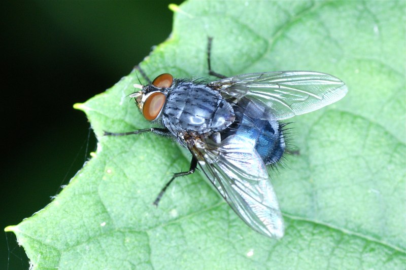 Синяя мясная Муха Calliphora