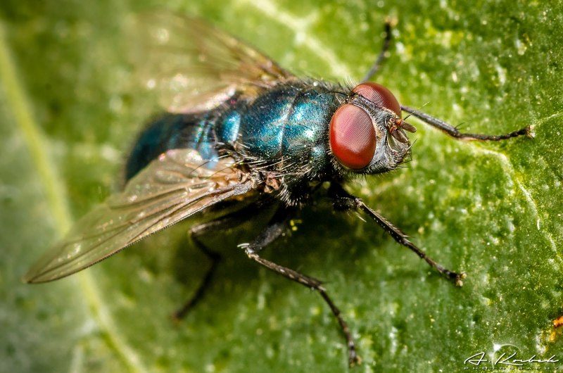 Падальная Муха Calliphora