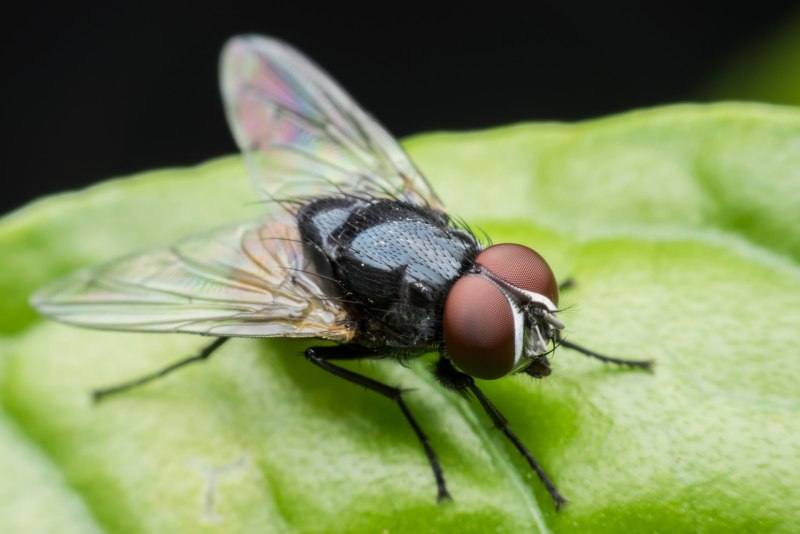 Musca domestica комнатная Муха