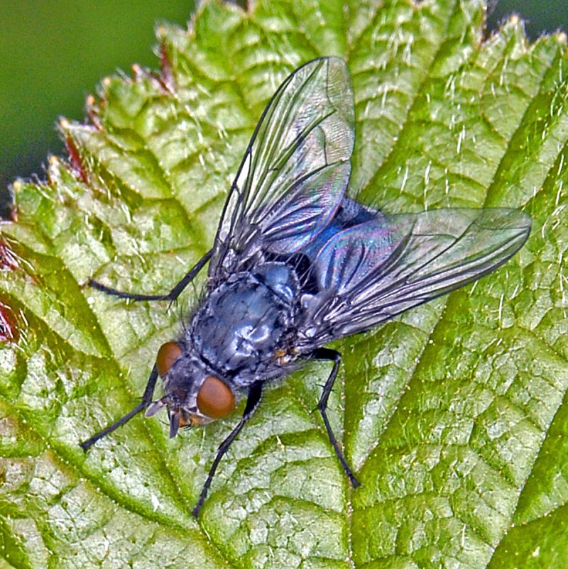 Синяя мясная Муха Calliphora