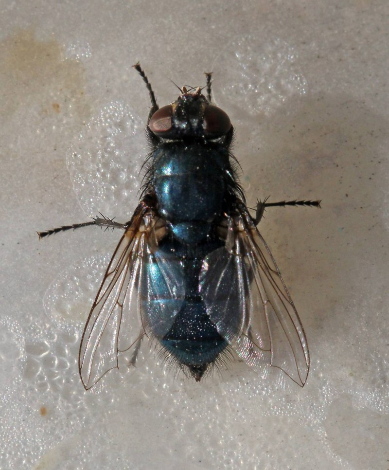 Муха синяя мясная (Calliphora uralensis)