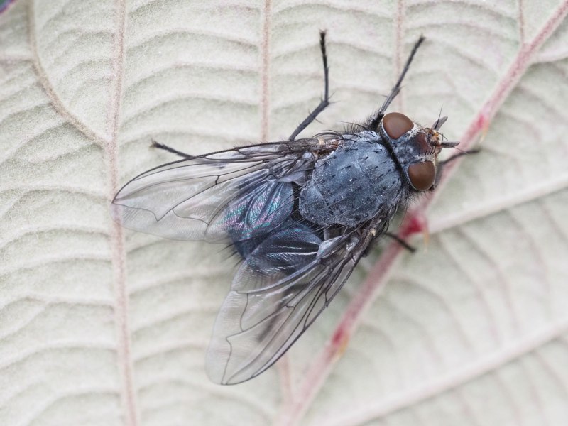 Синяя мясная Муха Calliphora
