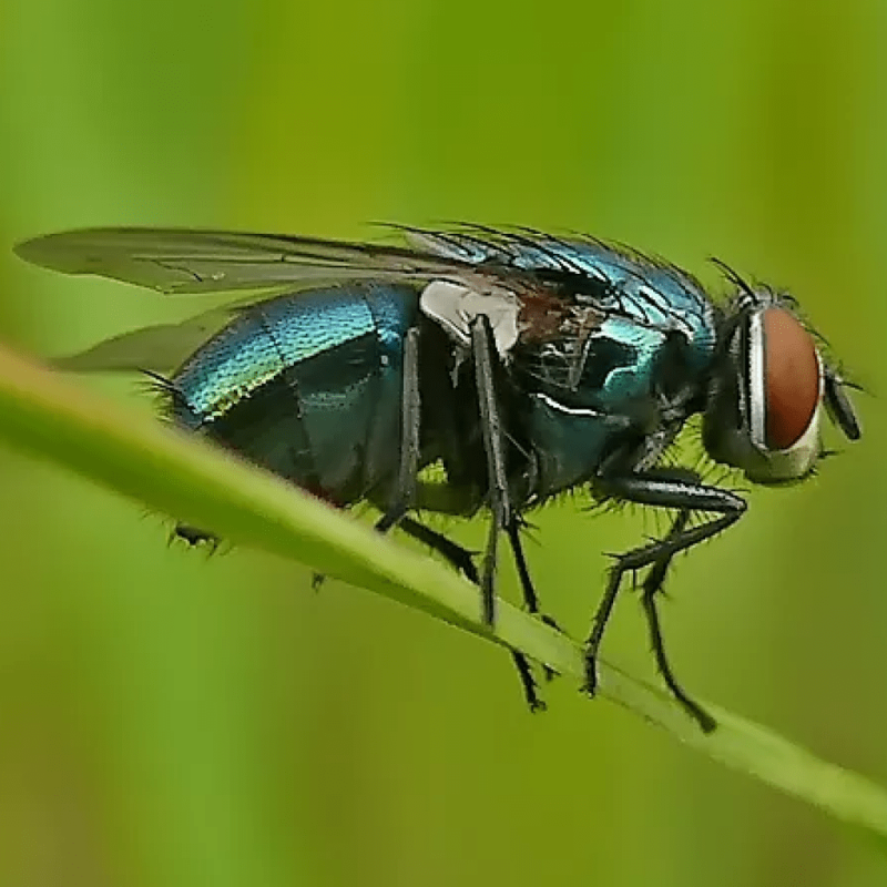 Муха синяя мясная (Calliphora uralensis)