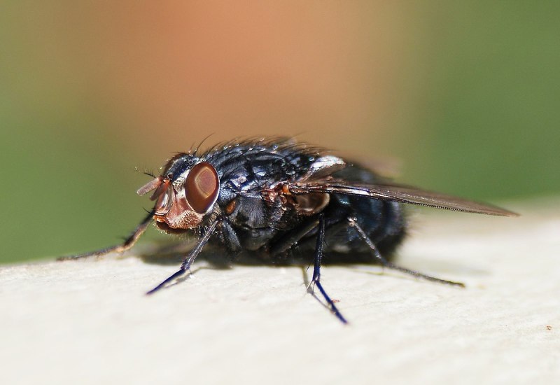 Муха синяя мясная (Calliphora uralensis)