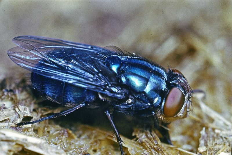 Мухи семейства Calliphoridae