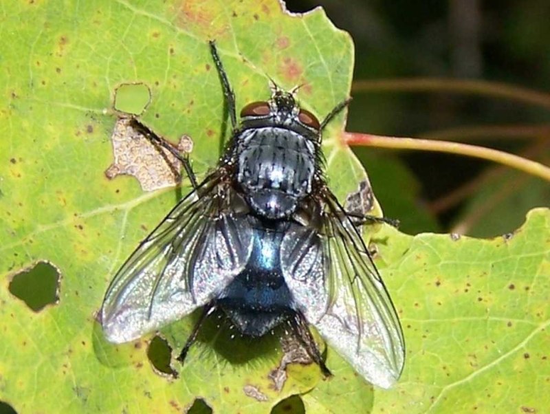 Musca domestica личинки