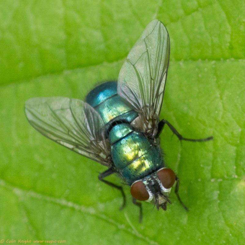Муха синяя мясная (Calliphora uralensis)