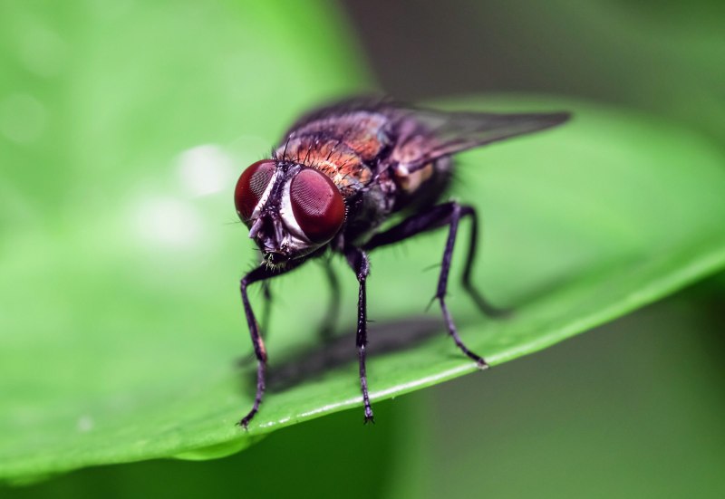 Dead insects